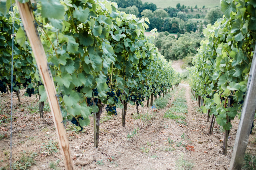 Hochzeitsreportage Winzerhof Stahl Herbsthochzeit Weinberg Trauung Eva Sebastian 50